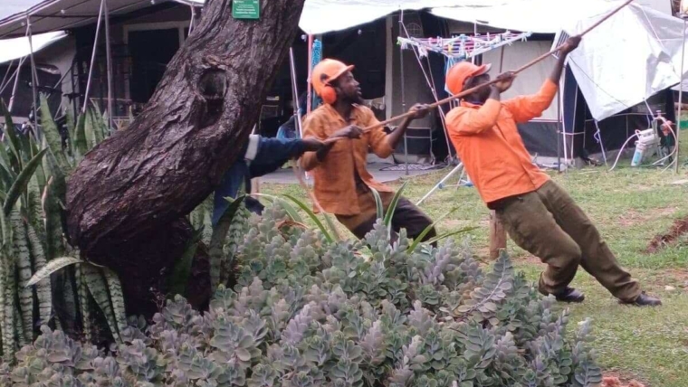 Tree Removal
