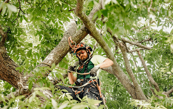Emergency Tree Services