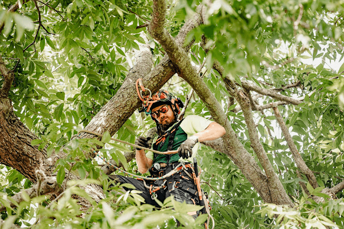 Emergency Tree Services
