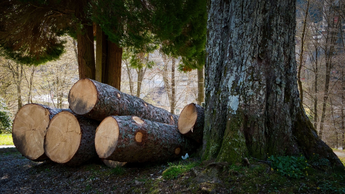 Tree Felling