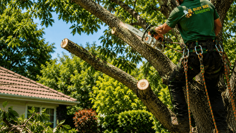 Benefits Of Regular Tree Trimming