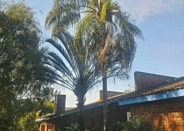 10 Signs Your Tree Needs Professional Tree Trimming in Tzaneen